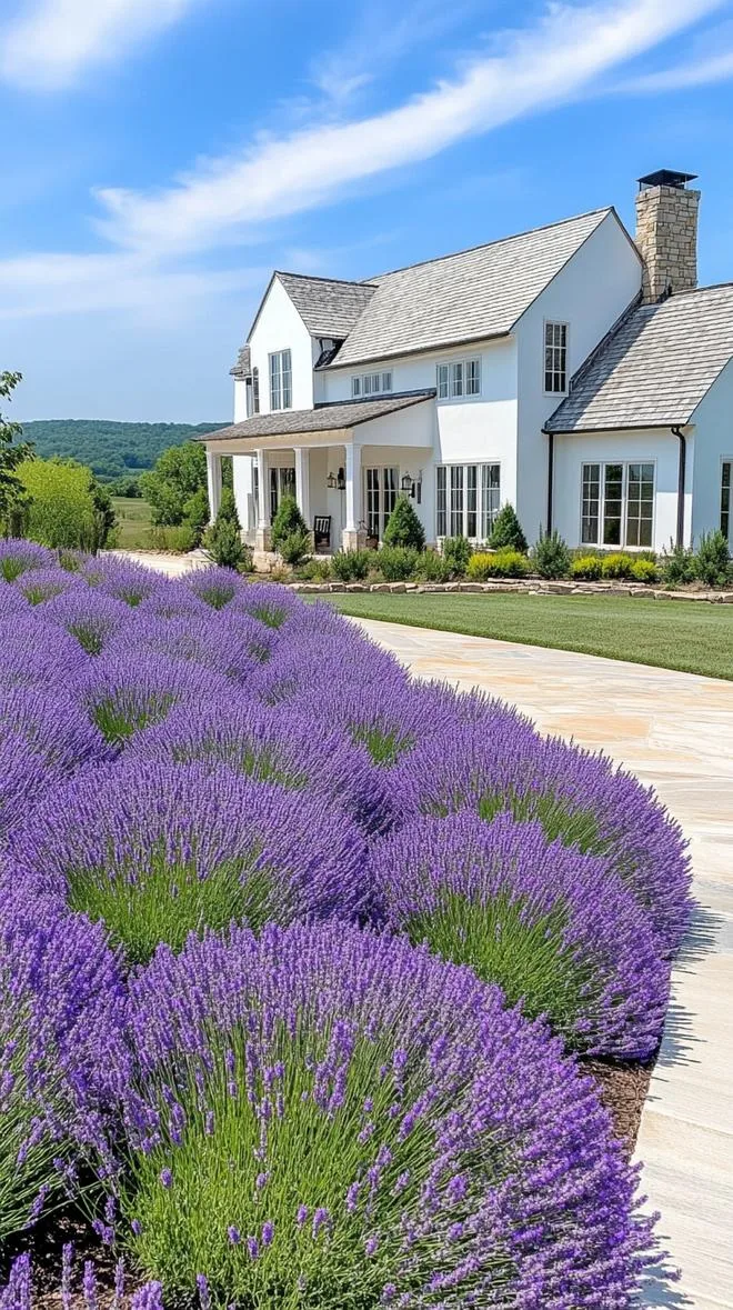 27 Charming Farmhouse Landscaping Ideas for a Beautiful Rustic Yard 28 9. Lavender fields leading up to a classic farmhouse-1