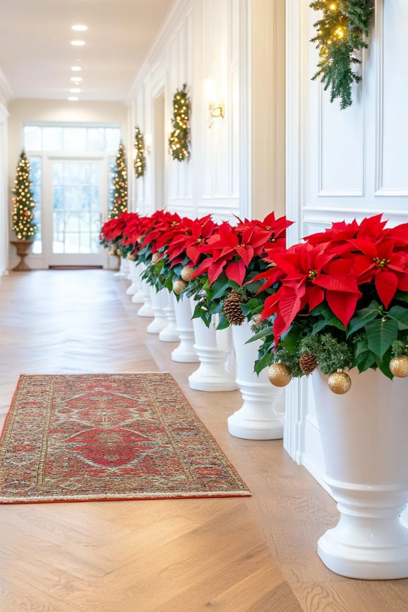 lush red poinsettias lining the hallway in glossy pots 1