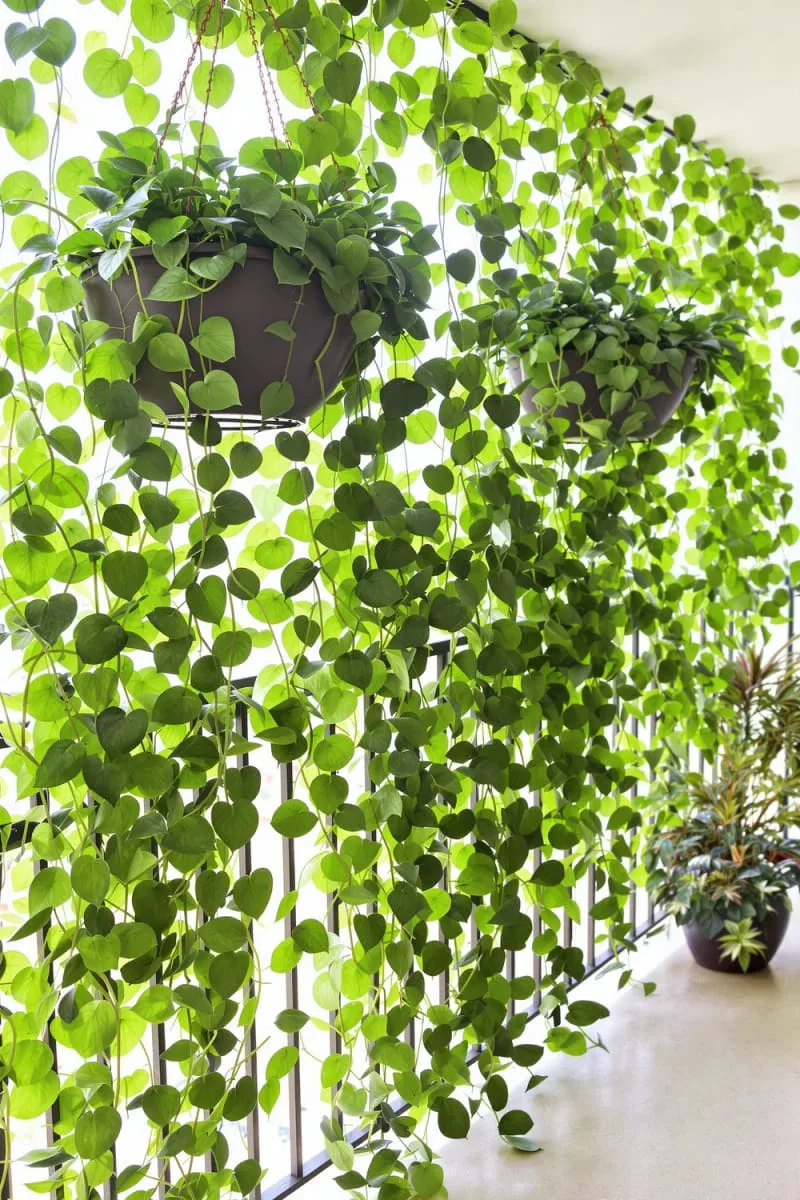 privacy screen of cascading pothos and string of pearls 1