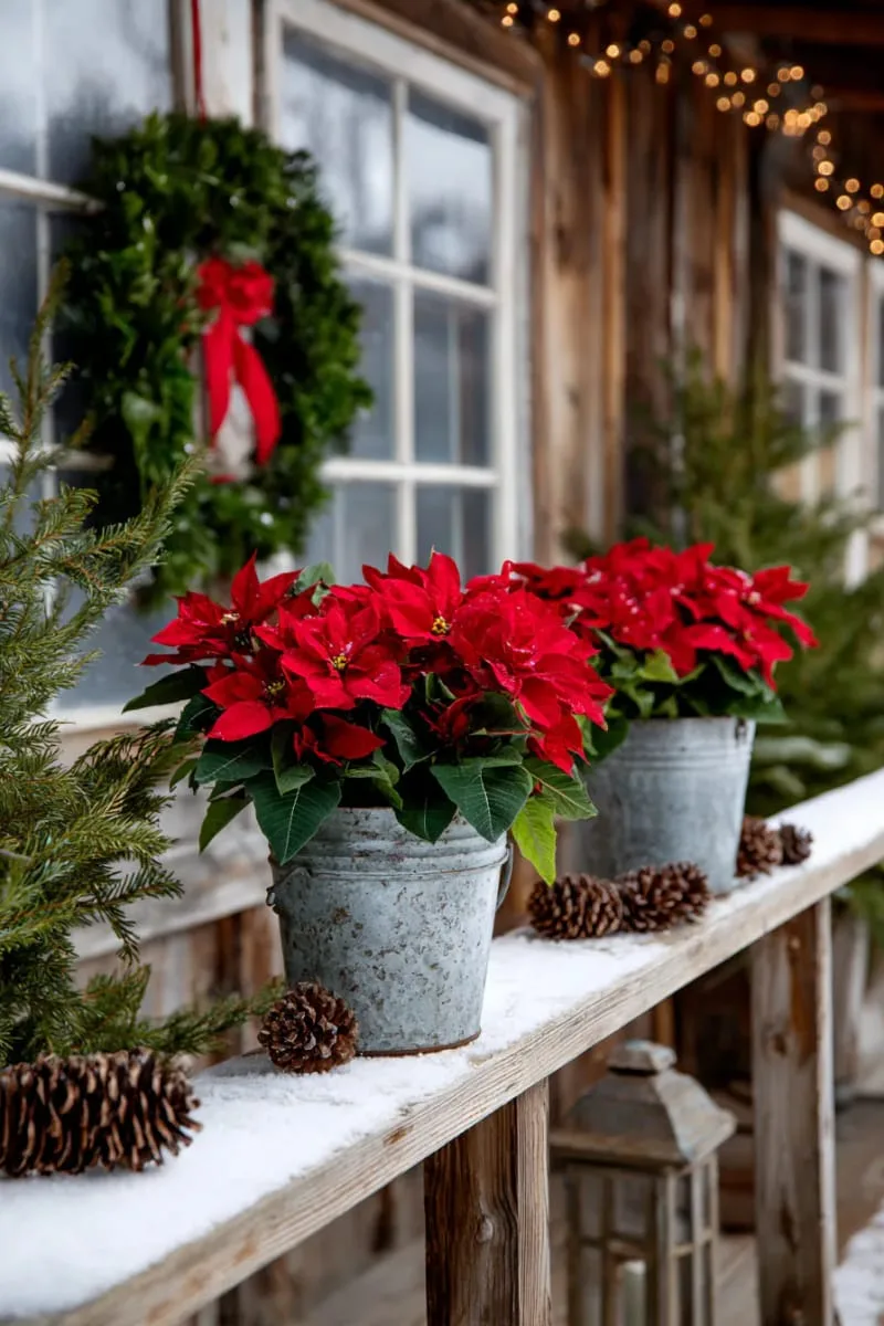 red poinsettias in galvanized buckets for rustic winter charm 1