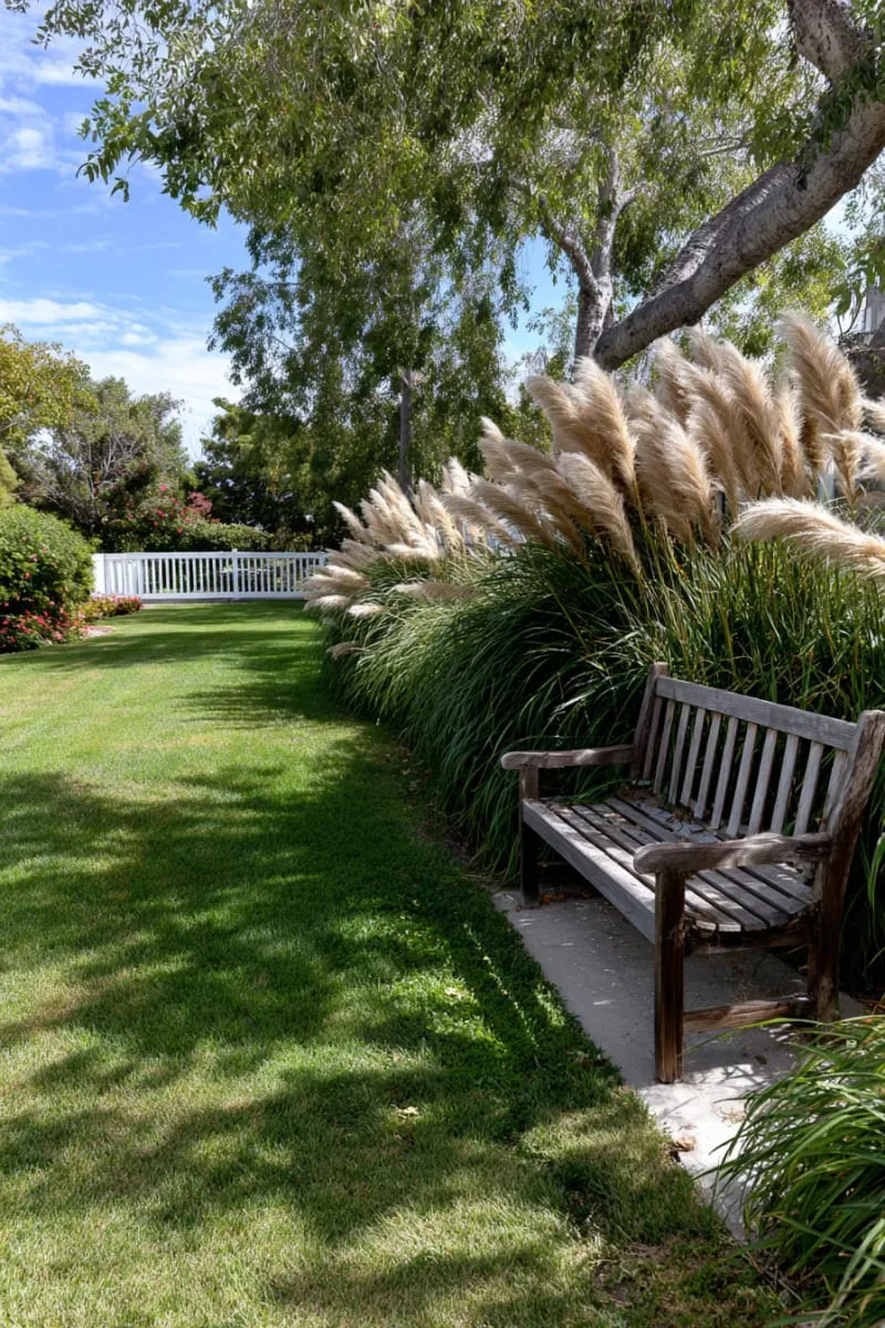 27 Unique Backyard Privacy Designs for A Serene Outdoor Oasis 59 tall ornamental grass beds swaying in the breeze 1