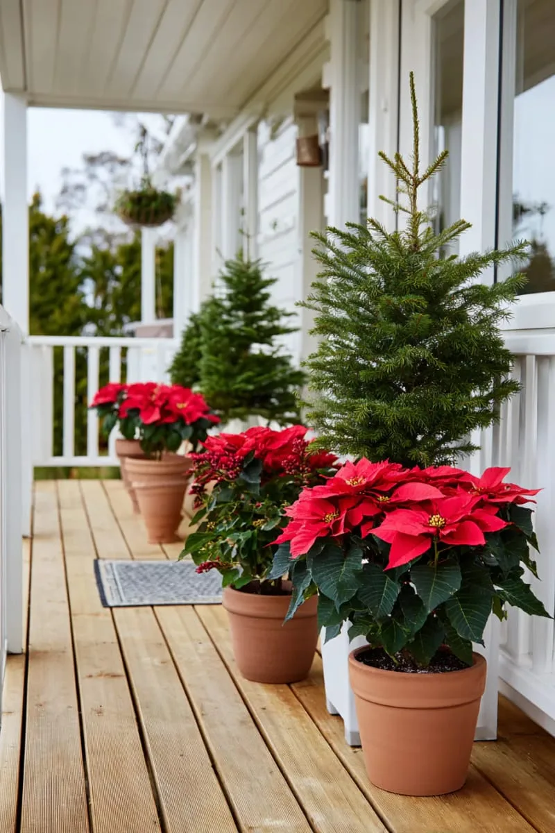 potted poinsettias and mini evergreen trees lining the porch 1