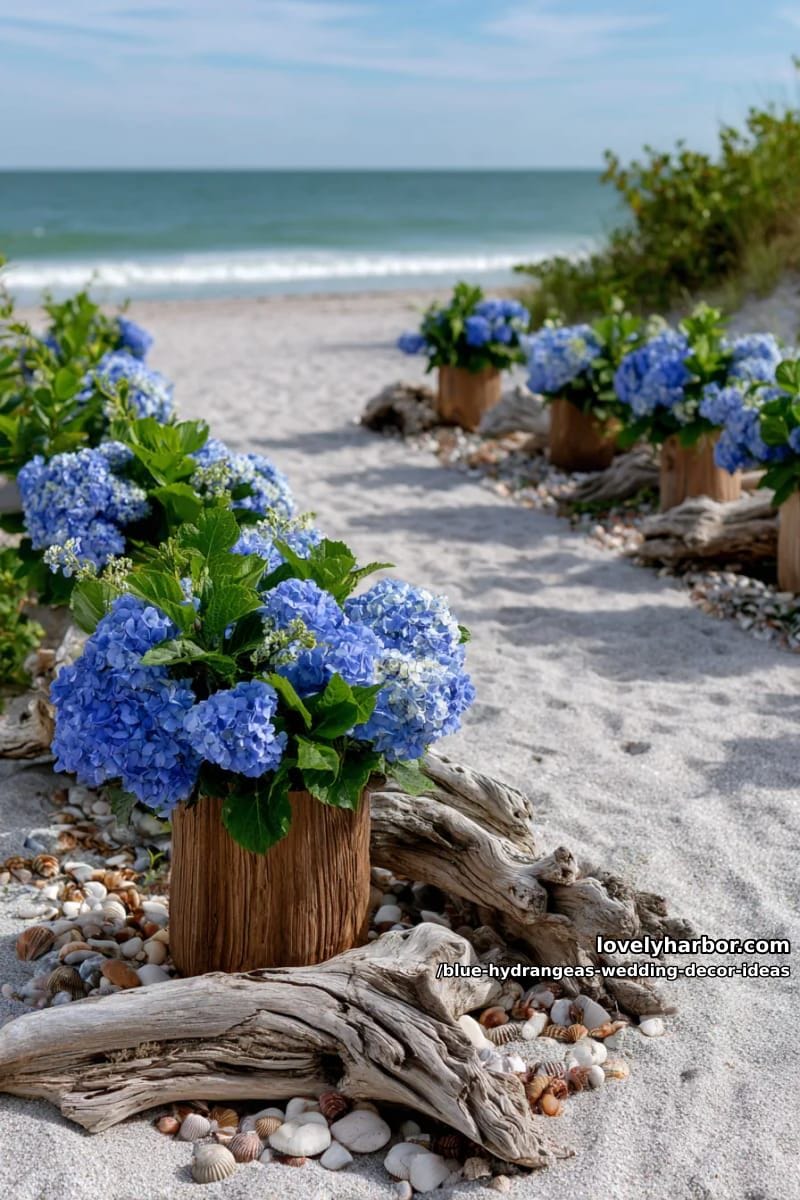 beachside aisle lined with blue hydrangea and driftwood arrangements 1
