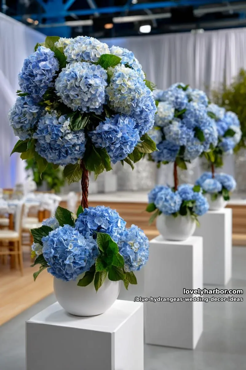 round topiary balls of blue hydrangeas on white pedestals 1