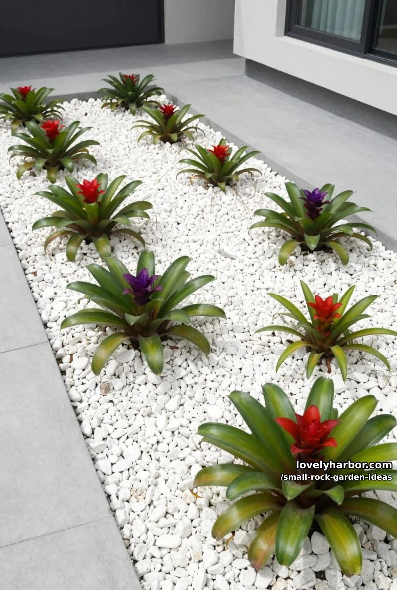 modern front yard with white rocks, bromeliads, and concrete edging. 1