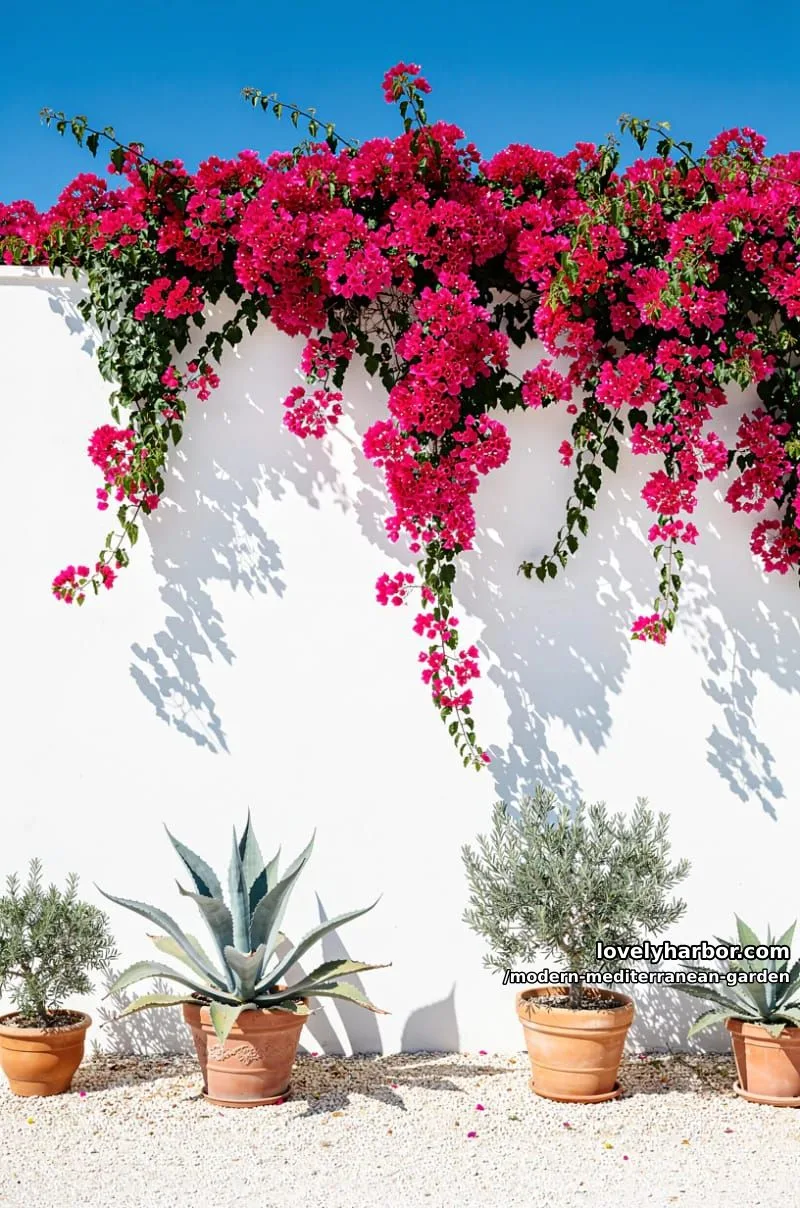 bougainvillea cascading over white stucco wall, vibrant pink flowers, and blue sky. 1
