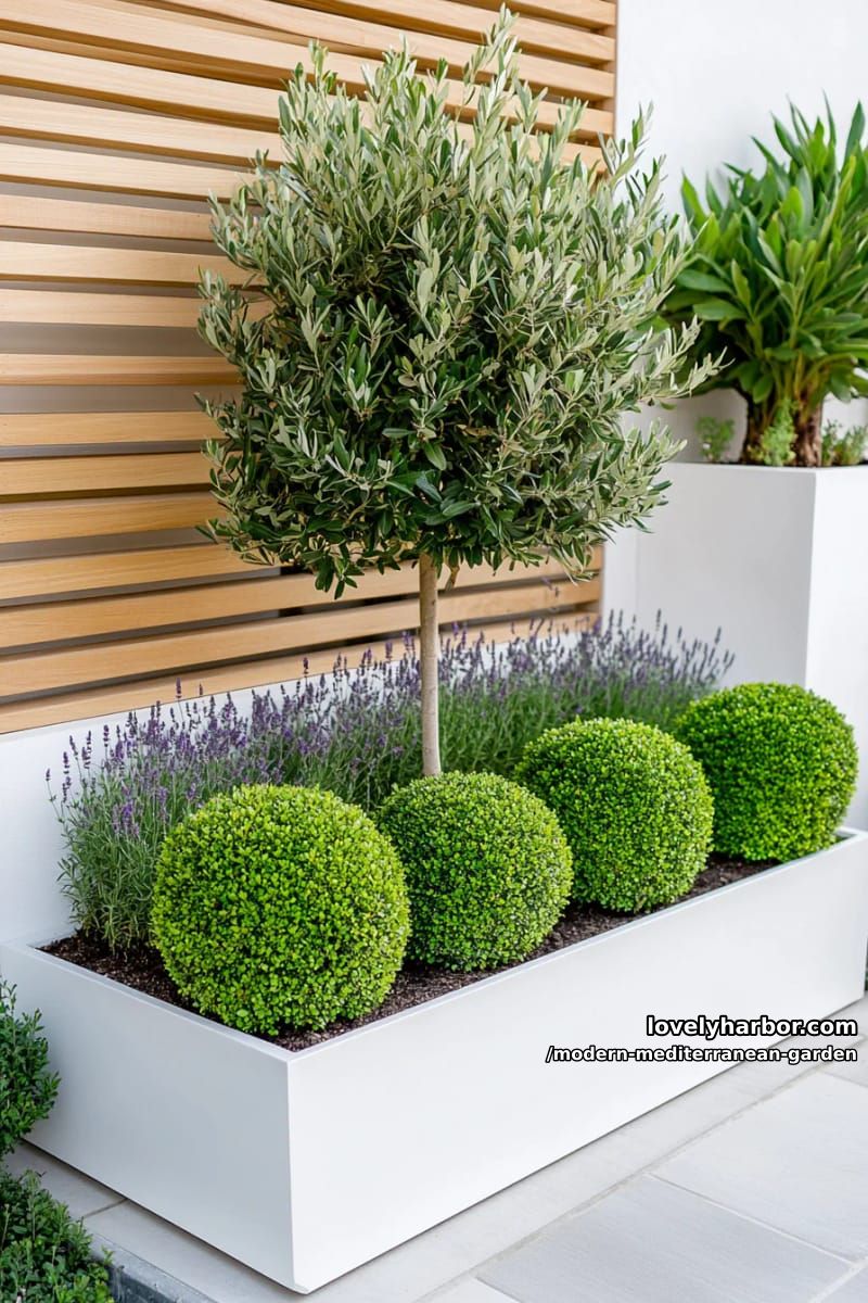 modern garden with olive tree, boxwood spheres, lavender, and white planters. 1