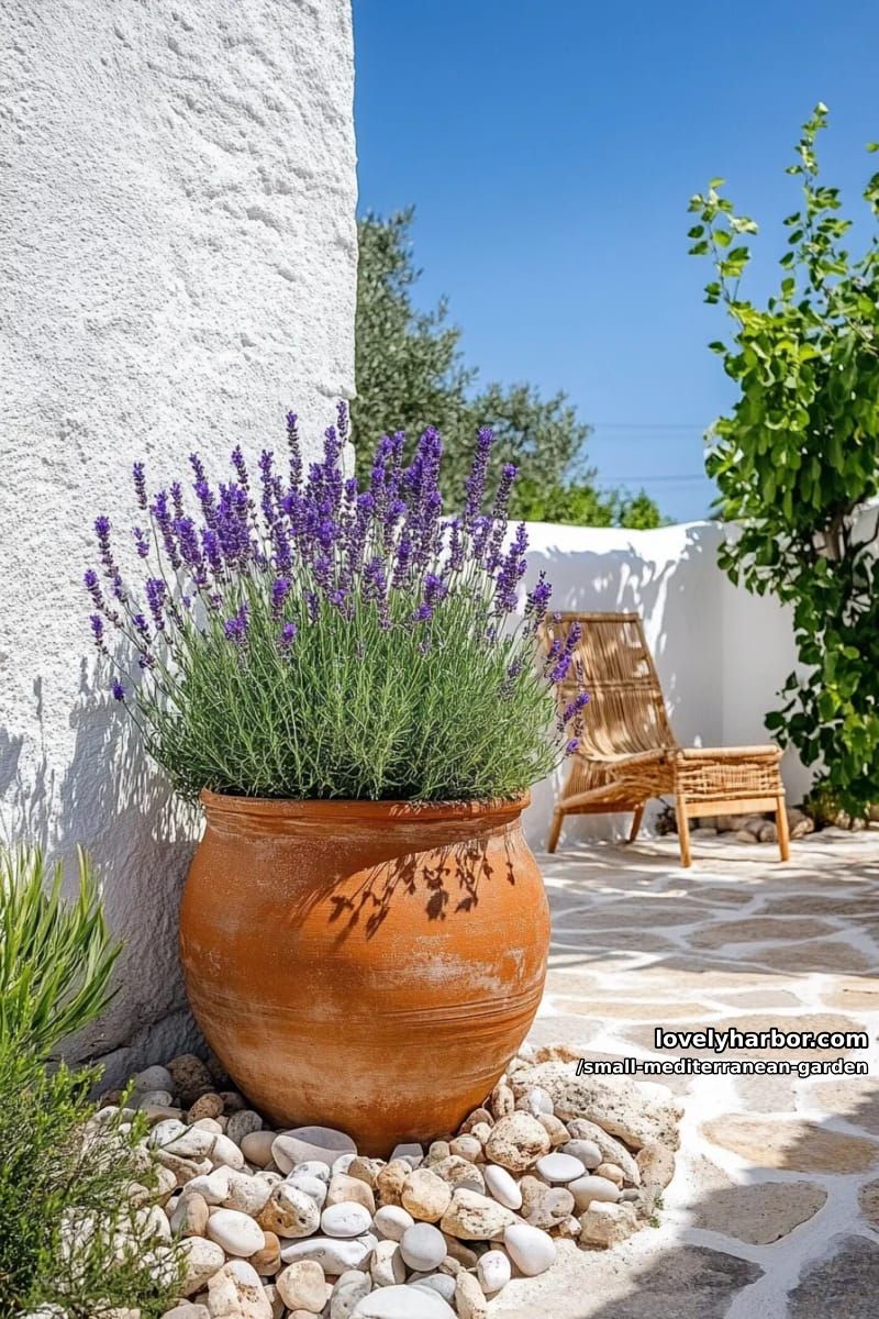 terracotta pot with lavender, stone ledge, white walls, greek courtyard. 1