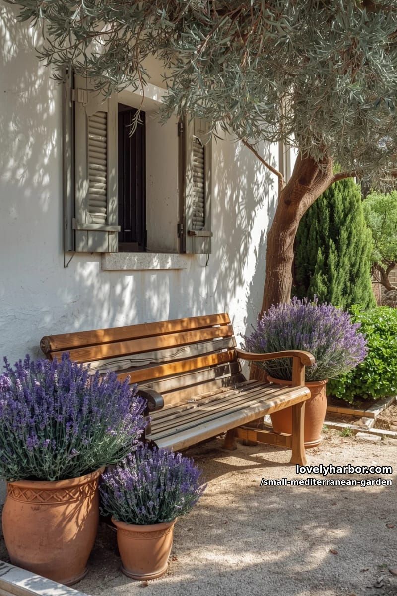 wooden bench, white stucco wall, terracotta pots, lavender, olive tree. 1