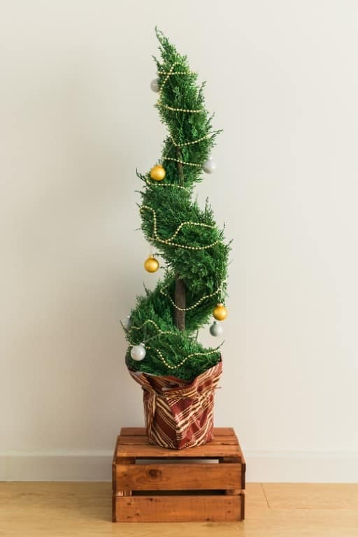 let the whimsical christmas trees lean and curl 1
