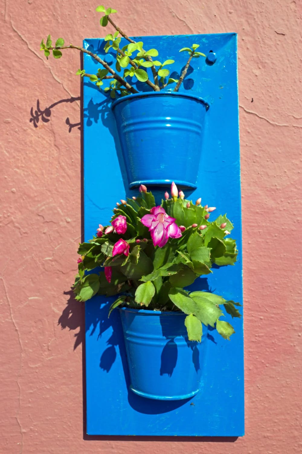 11 Small Backyard Ideas That Work in Under 400 Square Feet 11 Two blue metal pots with plants mounted vertically on a bright blue board attached to a pink wall, illustrating a small backyard idea for planting on the wall instead of the floor.