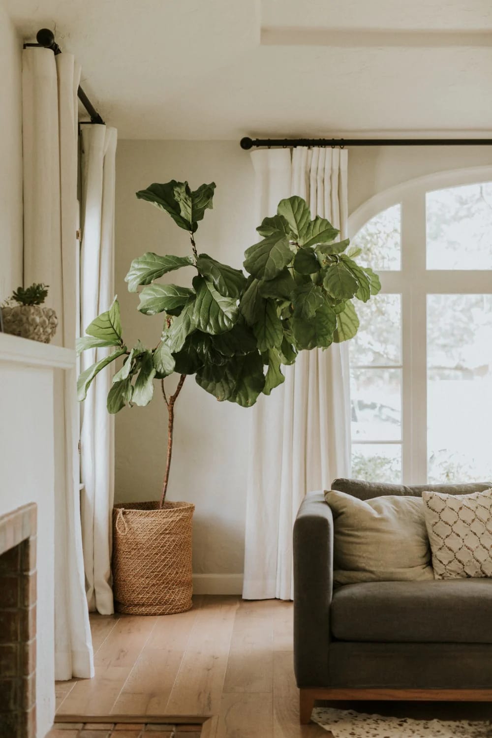 Bright living room with a large leafy indoor tree in a woven basket, cream curtains on dark rods, an arched window, and part of a dark sofa with patterned pillows, illustrating rich living room ideas through layered natural materials